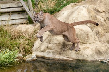 Puma Leaping Off a Rock over Water clipart
