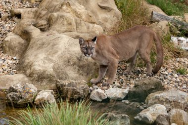 puma ayakta dik kayaların üzerinde