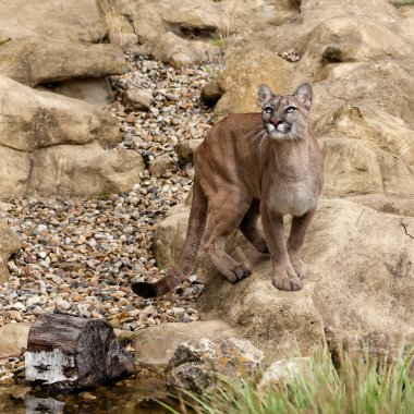 puma duran kaya yukarı doğru bakan üzerinde