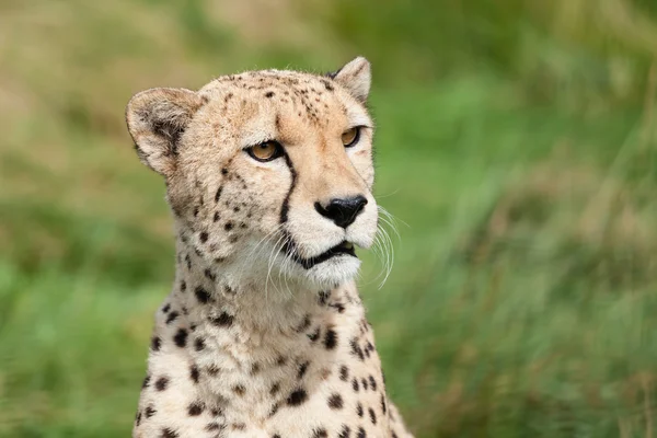 Porträtt av vackra nyfiken cheetah — Stockfoto