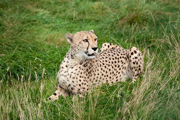 Cheetah deitada em grama longa — Fotografia de Stock