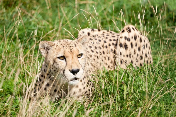 Cheetah agachado entre grama longa — Fotografia de Stock
