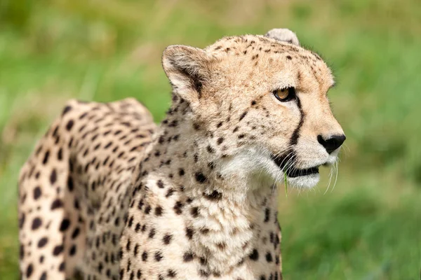 Kant portret voor cheetah tegen gras — Stockfoto