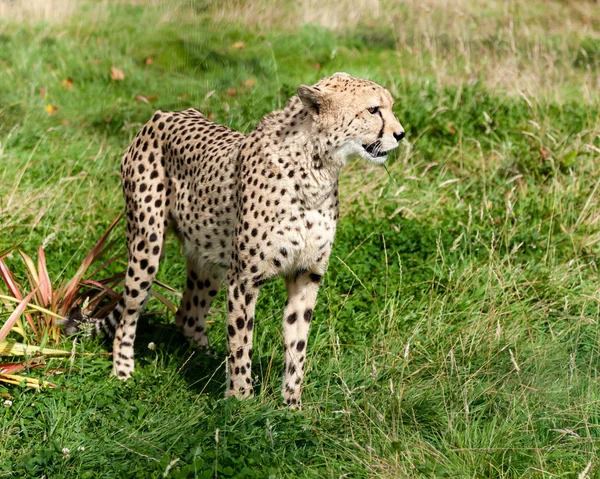 Widok z boku Cheetah w długiej trawy — Zdjęcie stockowe