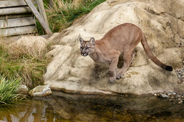 Puma kauert vor Sprung von Felsen — Stockfoto