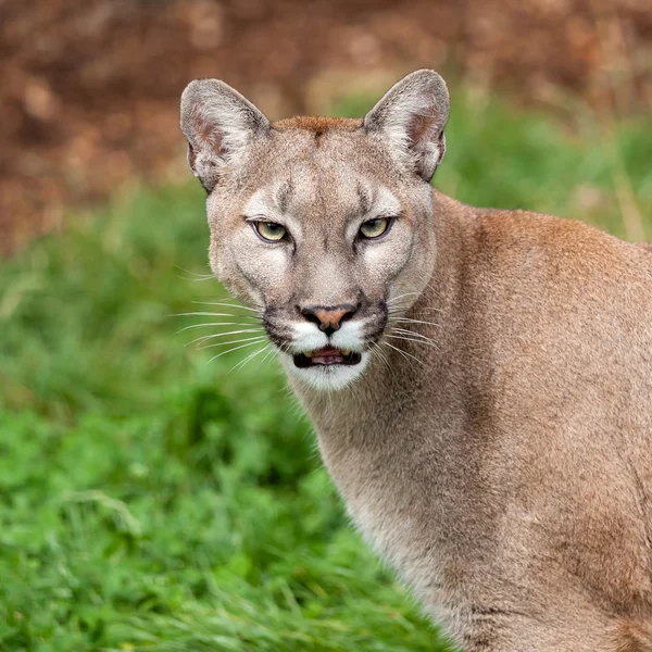 Retrato en la cabeza de la hermosa Puma — Foto de Stock