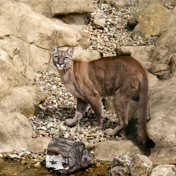 Puma camuflado en rocas mirando hacia arriba — Foto de Stock