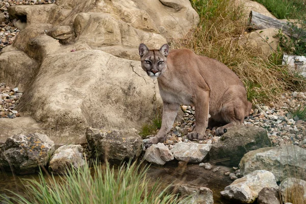 Puma sedící na skále — Stock fotografie