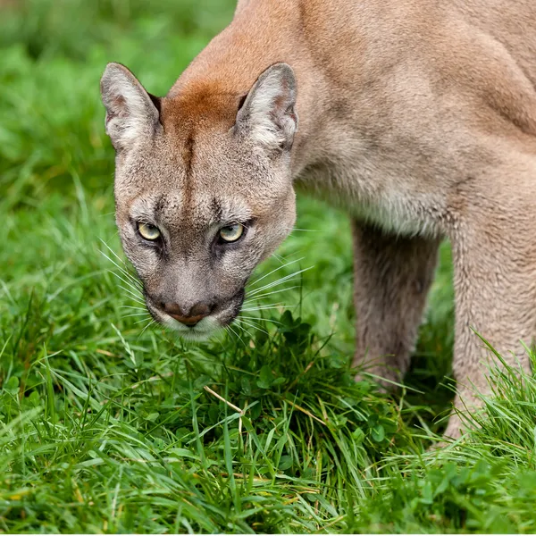 Chef shot av puma med vackra ögon — Stockfoto