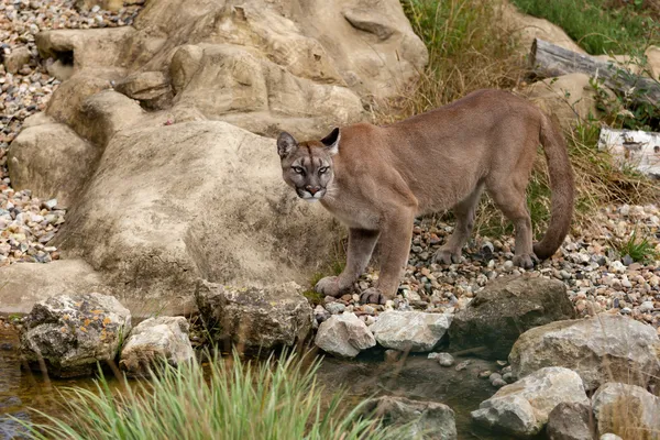 Puma stojící zíral na skalách Stock Obrázky