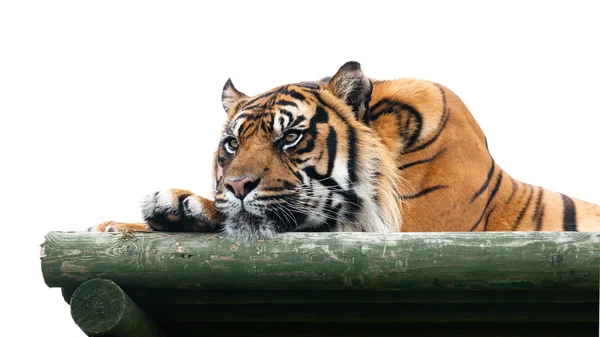 Sumatra tigre deitado na plataforma de madeira isolado Fotos De Bancos De Imagens