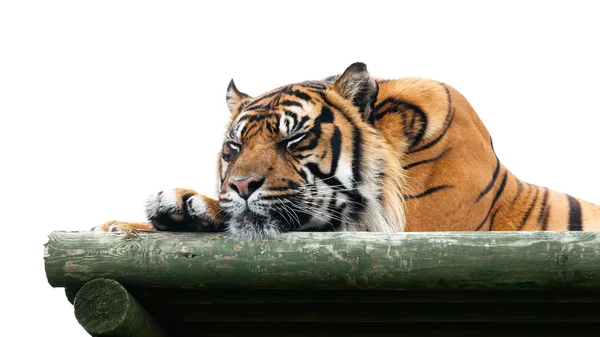 Tygr sumaterský spící na dřevěné platformě izolované Royalty Free Stock Obrázky