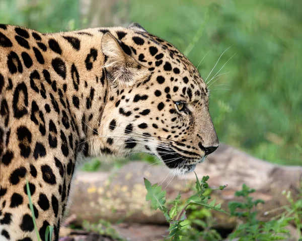 Stronie widoku, head shot piękny amur leopard — Zdjęcie stockowe