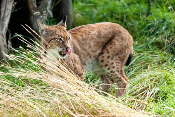 Eurasian Lynx em pé em grama longa Lambendo Nariz — Fotografia de Stock