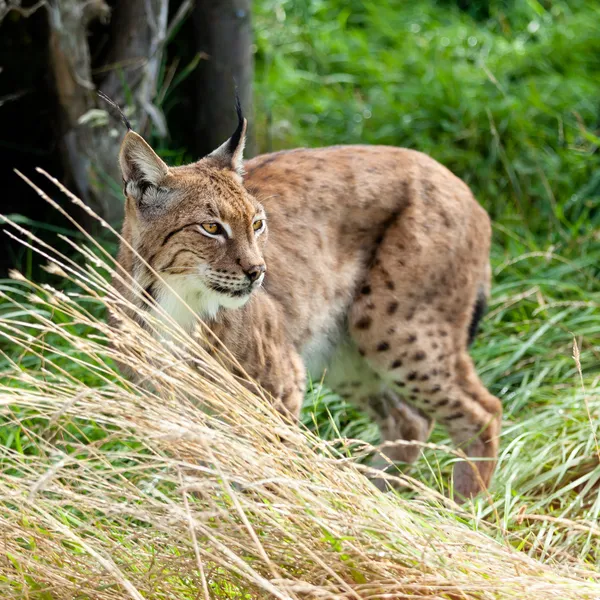 Eurásia Lynx Prowling através de grama longa — Fotografia de Stock