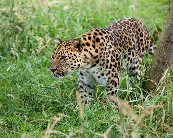 Amur-Leopard streift durch langes Gras — Stockfoto