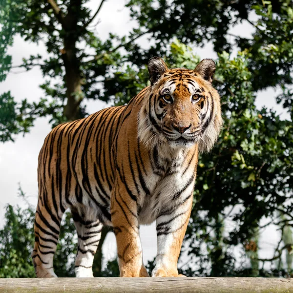 Ώριμη Βεγγάλης τίγρη στέκεται σε ξύλινη πλατφόρμα — Φωτογραφία Αρχείου
