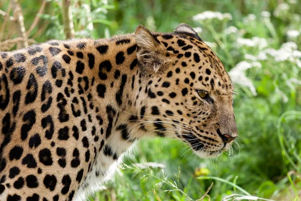 Perfil Head Shot of Back Lit Amur Leopard Imagens De Bancos De Imagens