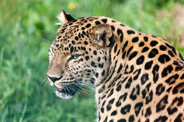 Feje rövid szép Amur leopárd portréja Jogdíjmentes Stock Fotók
