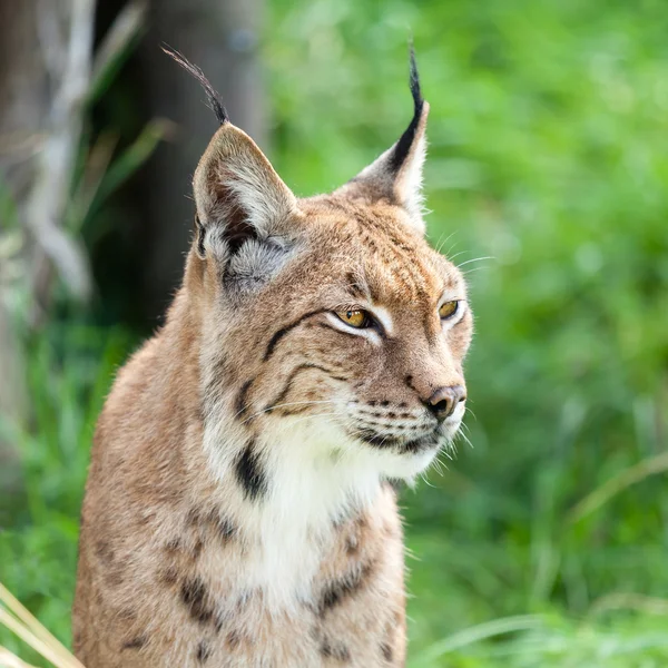 Head Shot Portait da Eurasian Lynx contra a Greenery Imagens De Bancos De Imagens Sem Royalties