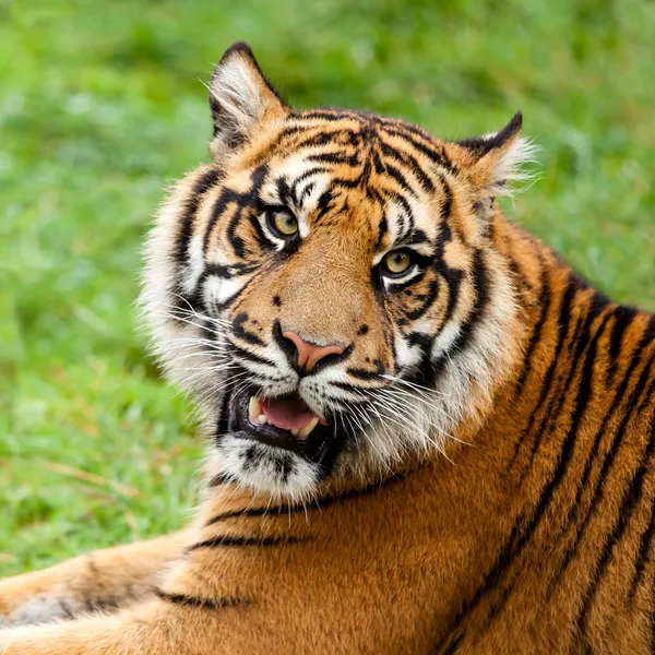 Tiro na cabeça de Growling Sumatran Tiger Fotos De Bancos De Imagens