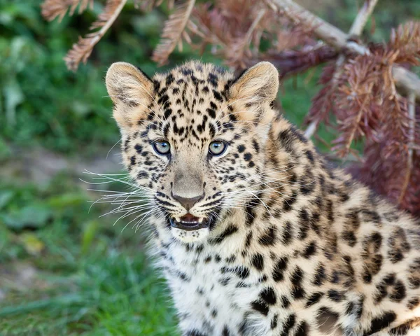 かわいい赤ちゃんアムール豹カブの肖像画 — ストック写真