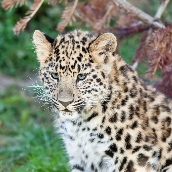 Cabeça tiro de adorável bebê Amur leopardo filhote — Fotografia de Stock