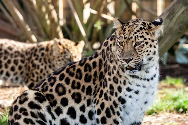 Mor amur leopard skydda cub i bakgrunden — Stockfoto