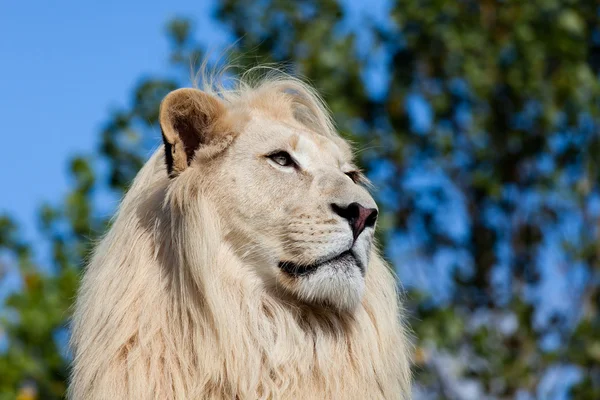 Hoofd geschoten portret van witte leeuw tegen bomen — Stockfoto
