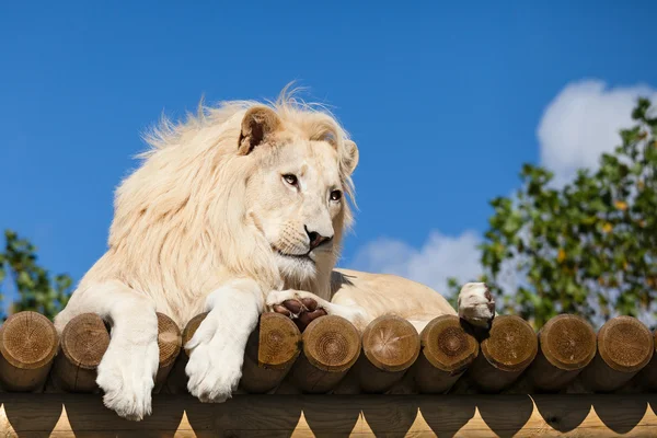 León blanco sobre plataforma de madera al sol — Foto de Stock