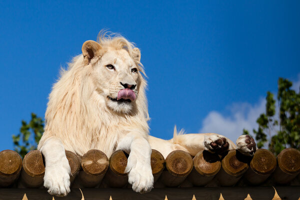 White Lion on Wooden Platform Licking Nose