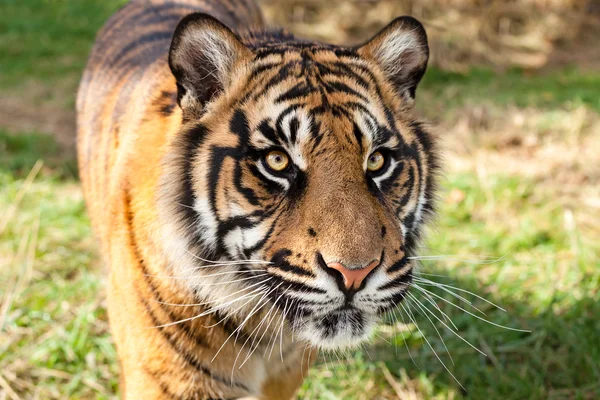 Gros plan du tigre de Sumatra sous le soleil de l'après-midi — Photo
