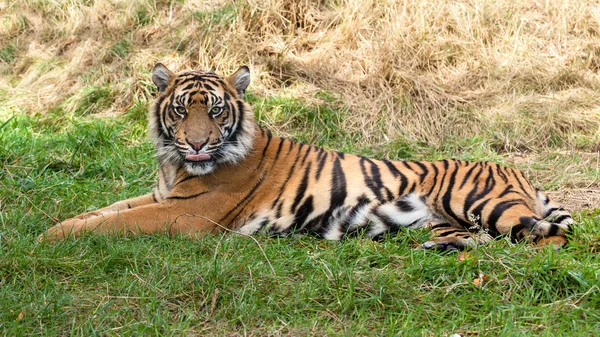 Szumátrai tigris fekszik a fűben — Stock Fotó