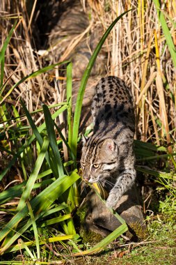Fishing Cat Sneaking through Long Grass clipart