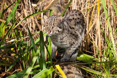 Fishing Cat Hunting in Long Grass clipart