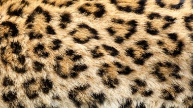 gerçek canlı Kuzey Çin Leopar deri doku arka plan