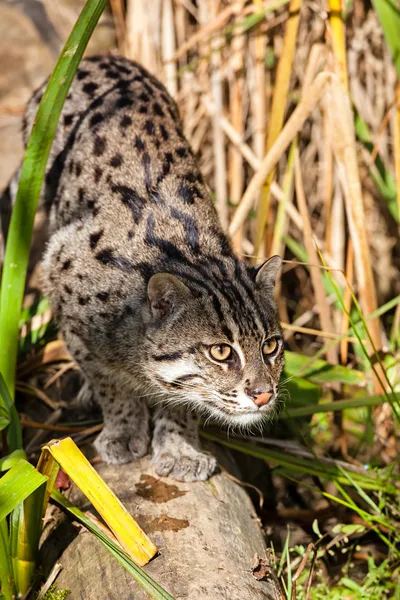 Pesca gato perseguindo através de grama longa — Fotografia de Stock