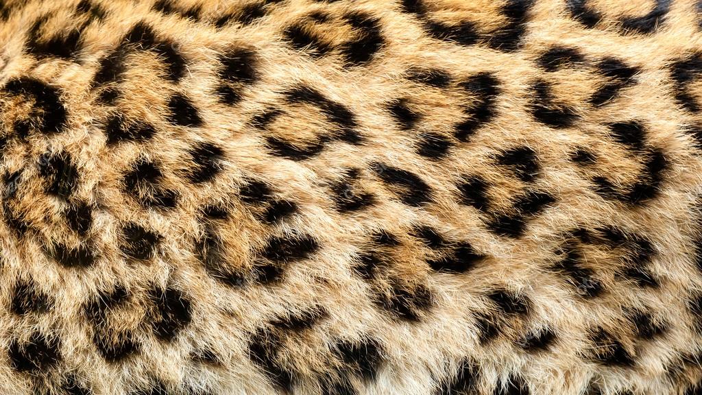 real leopard skin