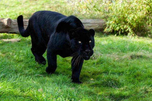 Preto jaguar perseguição através de grama — Fotografia de Stock