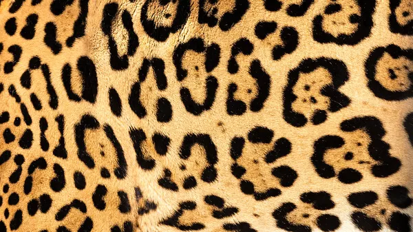 Echte live jaguar huid bont textuur achtergrond — Stockfoto