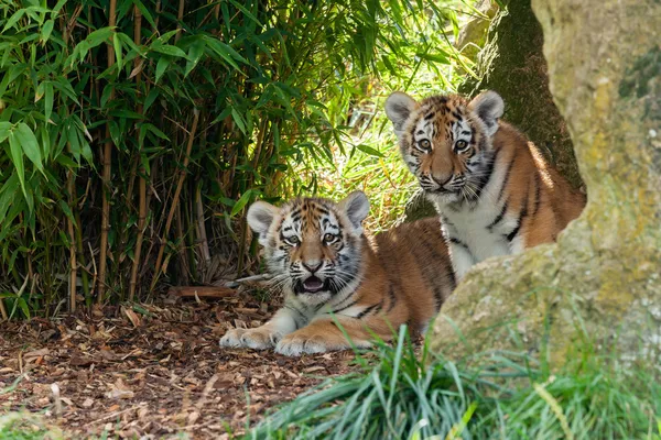 Twee schattige amur tijger welpen verbergen in onderdak — Stockfoto
