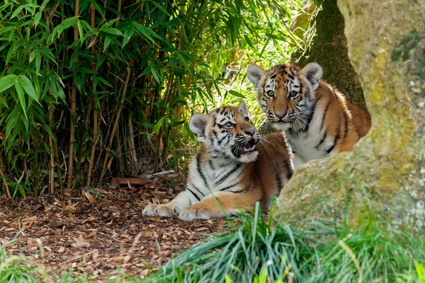 Dois filhotes de tigre bonito Amur em abrigo rochoso — Fotografia de Stock
