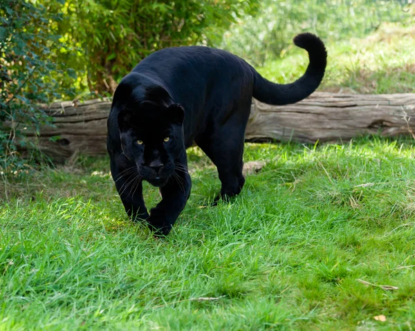 Colère noir jaguar harceler vers l'avant — Photo