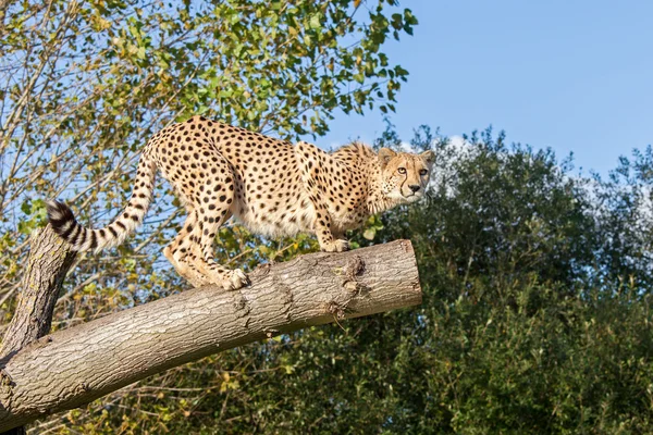 Cheetah crouching op een boomtak — Stockfoto