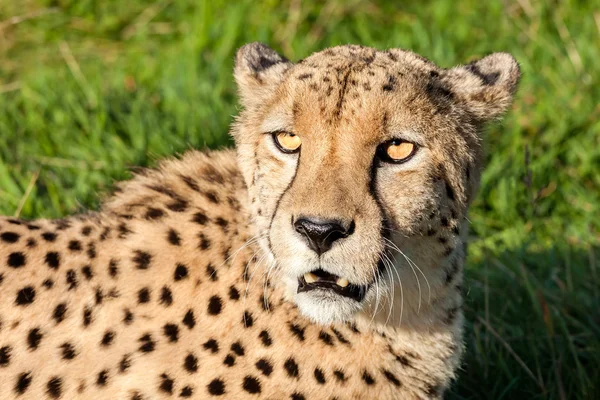 Head shot med vackra cheetah i eftermiddagssolen — Stockfoto