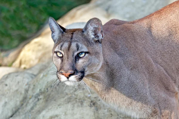 Głowa strzał piękna Puma w popołudniowym słońcu — Zdjęcie stockowe