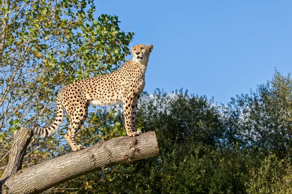 Cheetah stående på trädgren med kopia utrymme — Stockfoto