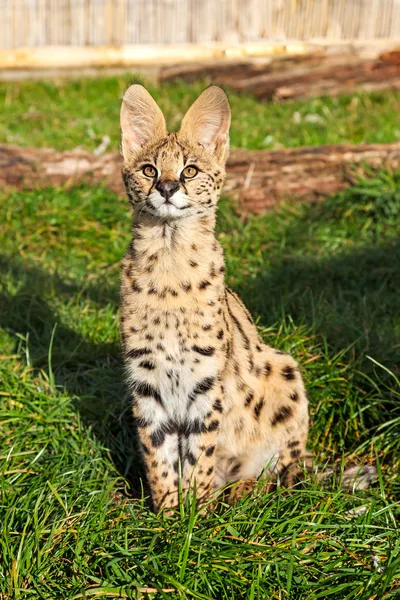 Сервальный котенок сидит, глядя вверх — стоковое фото