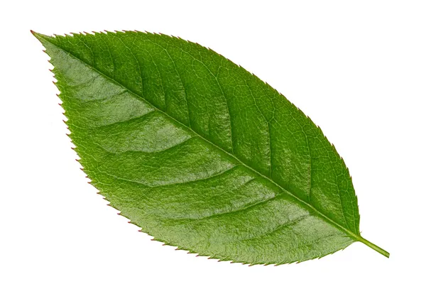 Fresh Green Vibrant Leaf Isolated Stock Image