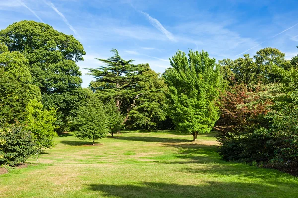 Exuberante verde hermoso bosque parque jardín Imagen De Stock